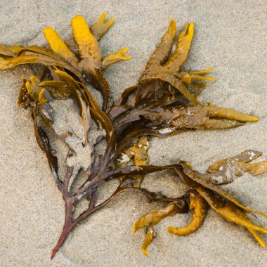 Kelp-based packaging can help us generate lest plastic waste