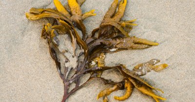 Kelp-based packaging can help us generate lest plastic waste