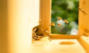 România, stupina Europei: suntem lideri la numărul de stupi și producția de miere