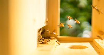România, stupina Europei: suntem lideri la numărul de stupi și producția de miere