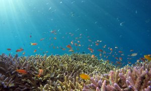 ONU adoptă primul tratat mondial pentru protejarea mărilor și oceanelor