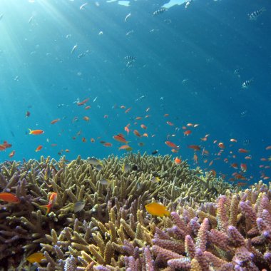 World's first treaty aimed at protection oceans biodiversity, adopted by the UN