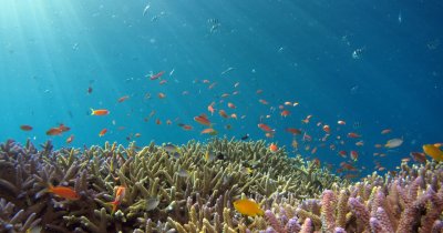 World's first treaty aimed at protection oceans biodiversity, adopted by the UN