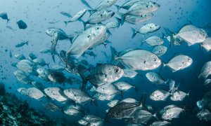Poluarea și exploatarea excesivă pune în pericol rezerva lumii de hrană marină