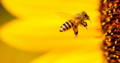 To BEE or not to BEE: cum poți salva albinele și de ce e important să o faci