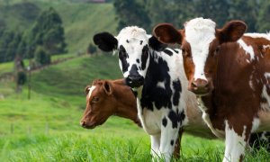 "Vacile eco" pot fi viitorul sustenabil al producției de alimente