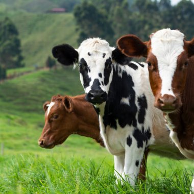 Low-emission cattle could be the sustainable future of food production