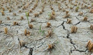 Seceta îngenunchează producția agricolă a Europei. „E prima dată când pierd tot”
