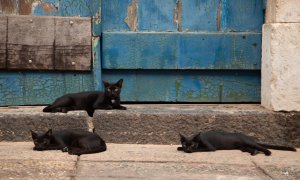 Și pisicile negre au nevoie de un stăpân: transformă biroul într-unul pet friendly