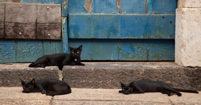 Și pisicile negre au nevoie de un stăpân: transformă biroul într-unul pet friendly