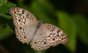 Moths, our secret weapon to protect the ecosystems. Here's how to save them