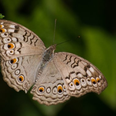 Moths, our secret weapon to protect the ecosystems. Here's how to save them