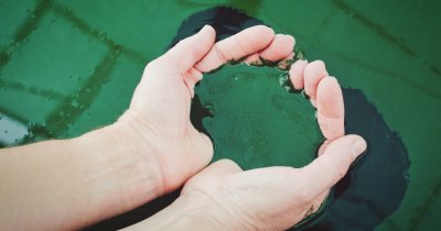 Spirulina poate fi materialul-minune pentru producția sustenabilă de bioplastic