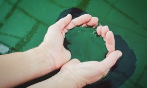 Spirulina can be the wonder-material to sustainably produce bioplastic