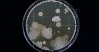 The bacteria that can help us cut on planet-warming methane emissions