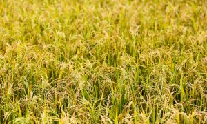 Bayer și Shell colaborează pentru reducerea emisiilor de metan din agricultură