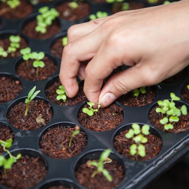 Hydroponics give us stable food supplies even when the drought hits