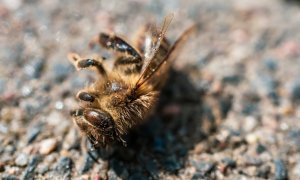 37% din speciile de albine, în declin. Cum putem evita o catastrofă ecologică
