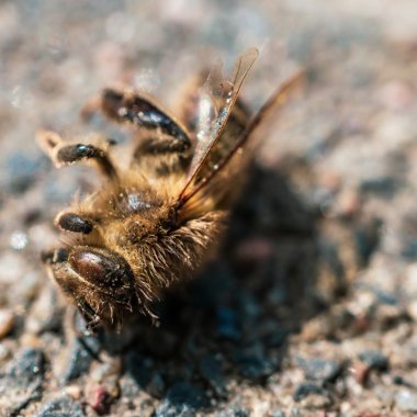 37% din speciile de albine, în declin. Cum putem evita o catastrofă ecologică