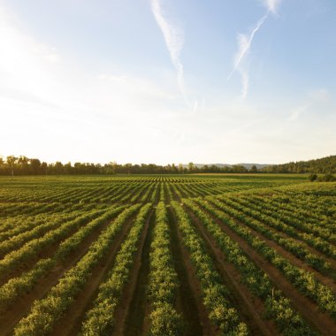 Astanor raises 360 mn USD to support our sustainable agrifood champions