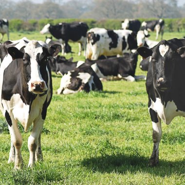 Medicamentul-minune care poate opri emisiile de metan de la vaci