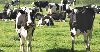 Medicamentul-minune care poate opri emisiile de metan de la vaci