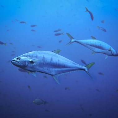 Visul Wanda Fish de a cultiva file de ton ar putea deveni curând realitate