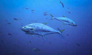 Wanda Fish's dream to cultivate bluefin tuna fillets could become reality