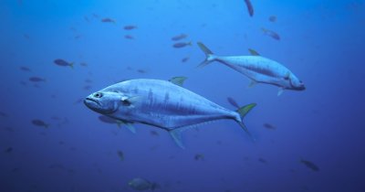Wanda Fish's dream to cultivate bluefin tuna fillets could become reality
