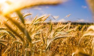 Fermierul ucrainean care propune o soluție completă pentru agricultura sustenabilă