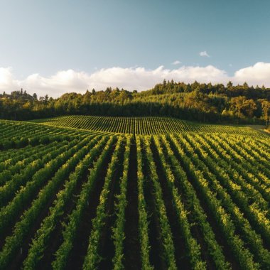 Omul care a „reconstruit” un sat abandonat cu ajutorul agriculturii regenerabile