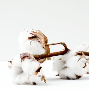 Better Cotton commits to sustainably-sourced and made cotton products