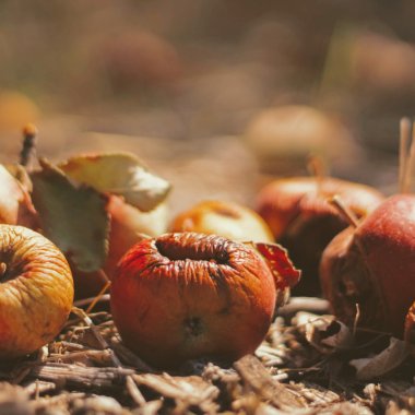 Compania românească ce folosește AI-ul pentru reducerea risipei alimentare