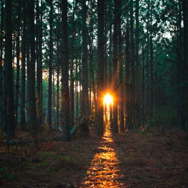 Europe's forest-rich countries could spark an example for those who lag behind