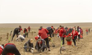 Mega Image plantează câte un copac pentru fiecare dintre angajații săi