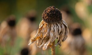 Unwanted climate verdict: 2023 to beat 2016 as the hottest year on record