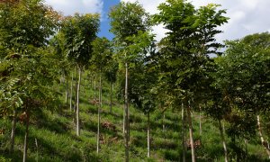 Cultivo is the company that regenerates the ecosystems by removing CO2 emissions