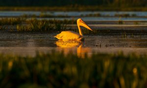 European officials aim to restore the region's ecosystems with this new law