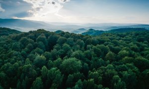 A German investment fund raises $200 mn to support the world's forests
