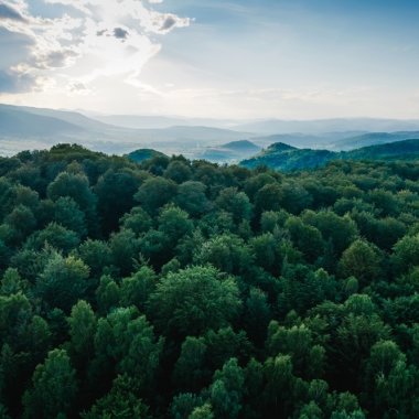 A German investment fund raises $200 mn to support the world's forests