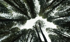 Mirova raises 195 million euros to protect and restore nature's ecosystems