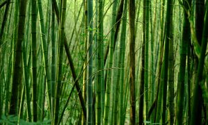Bambusul, alternativa „verde” pentru produsele de papetărie sustenabile