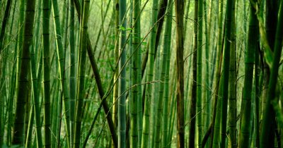 Bambusul, alternativa „verde” pentru produsele de papetărie sustenabile