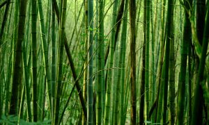Bamboo can be the green choice to manufacture sustainable paper products