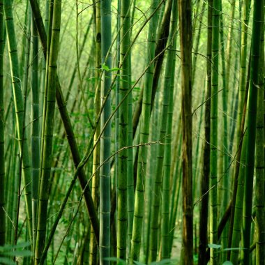 Bamboo can be the green choice to manufacture sustainable paper products