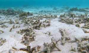 Global warming caused the fourth largest coral bleaching event worldwide