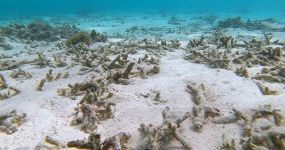 Global warming caused the fourth largest coral bleaching event worldwide