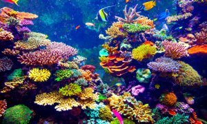 The zoo-bred corals that will help repopulate damaged global reef ecosystems