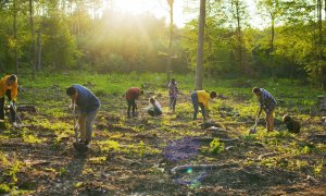 Microsoft works towards rebuilding Brazil's forests through this 15-year project