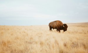The animal that can help us boost carbon capture by up to ten times